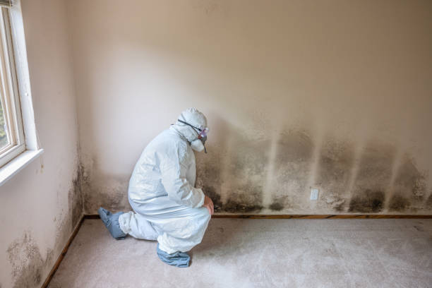 Best Mold Remediation  in Montverde, FL