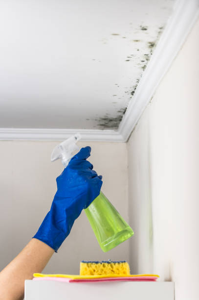 Best Home Mold Removal  in Montverde, FL