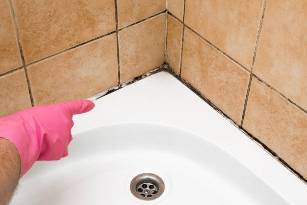 Best Toxic Mold Removal  in Montverde, FL